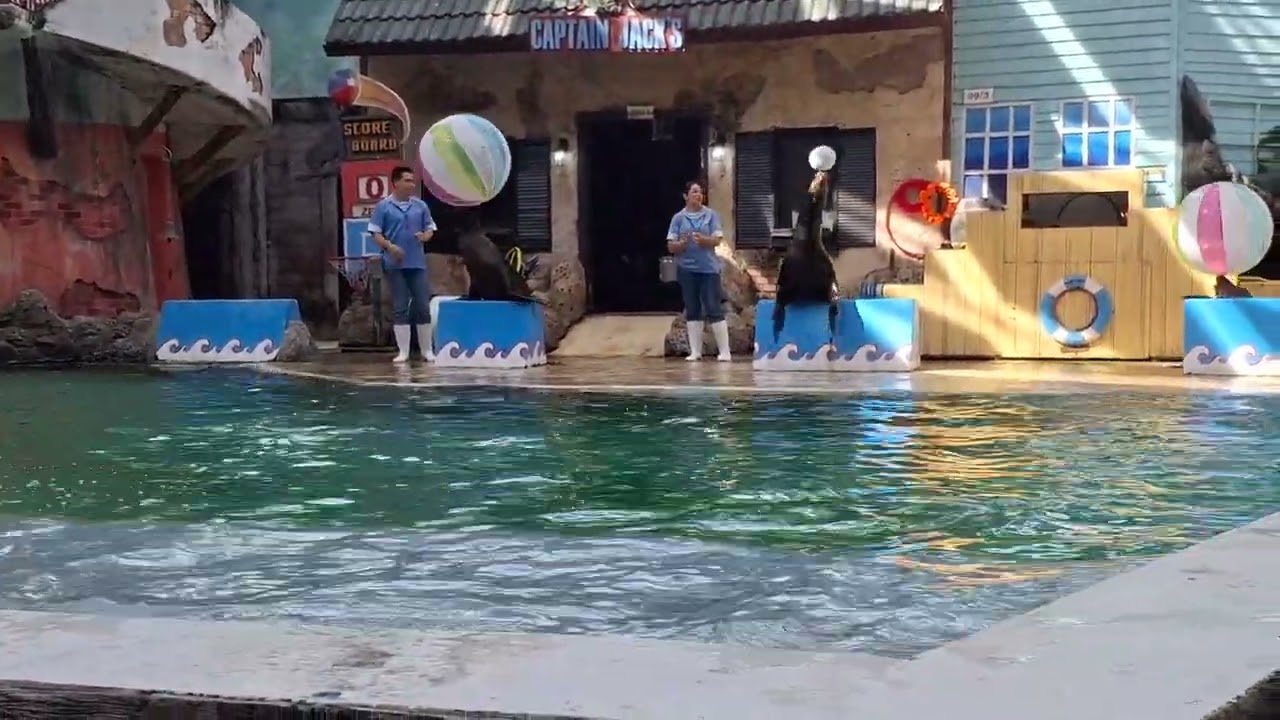 Thailand Best Sea Lion Show! Welcome to the Wildlife Safari, Bangkok, Check description for details.