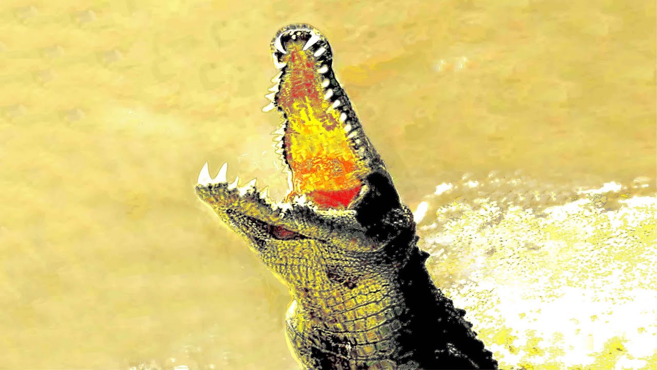 AUSTRALIEN: Salzwasser-Krokodile: gr&ouml;&szlig;te Krokodilart !