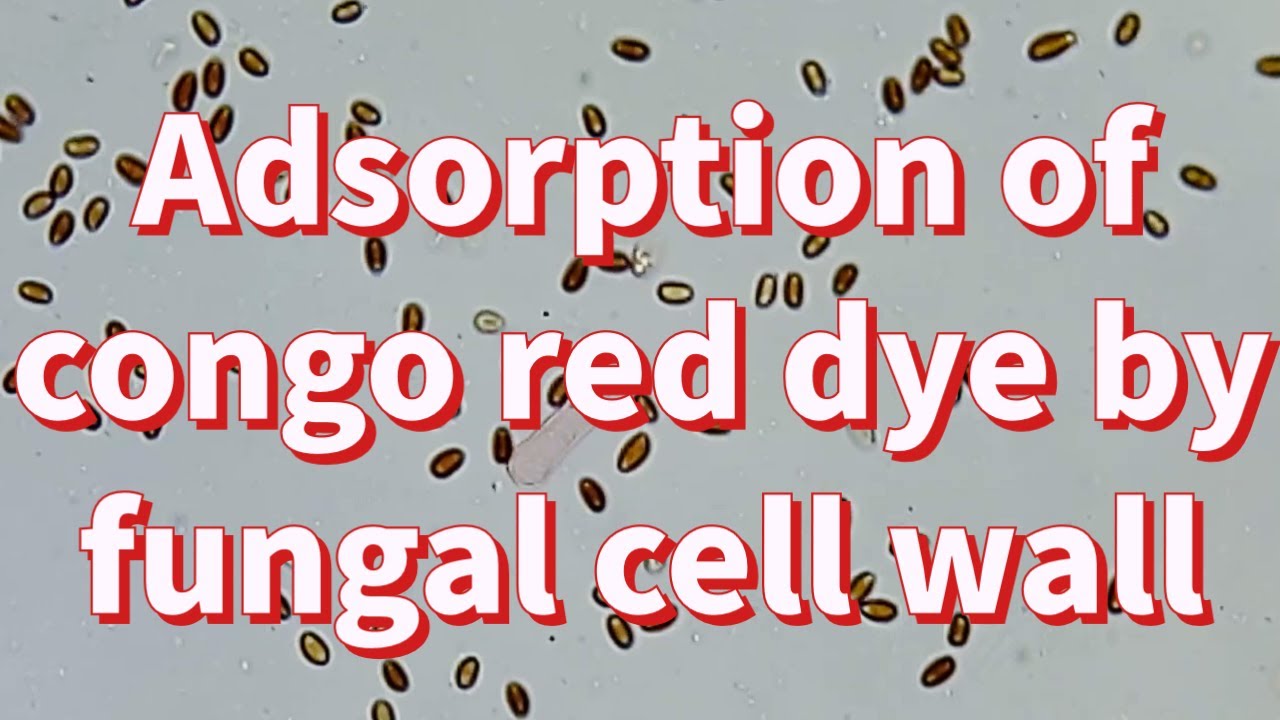Adsorption of Congo red dye by fungal cell wall 🍄