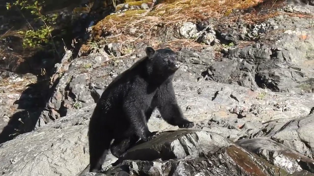 Black Bear, Bear Falls, Marble River