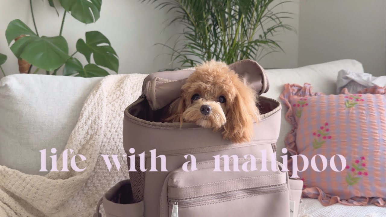 Life with a Maltipoo 🐶🤎 Weekend at Home, Amazon packages📦: new pet carrier bag 🤎