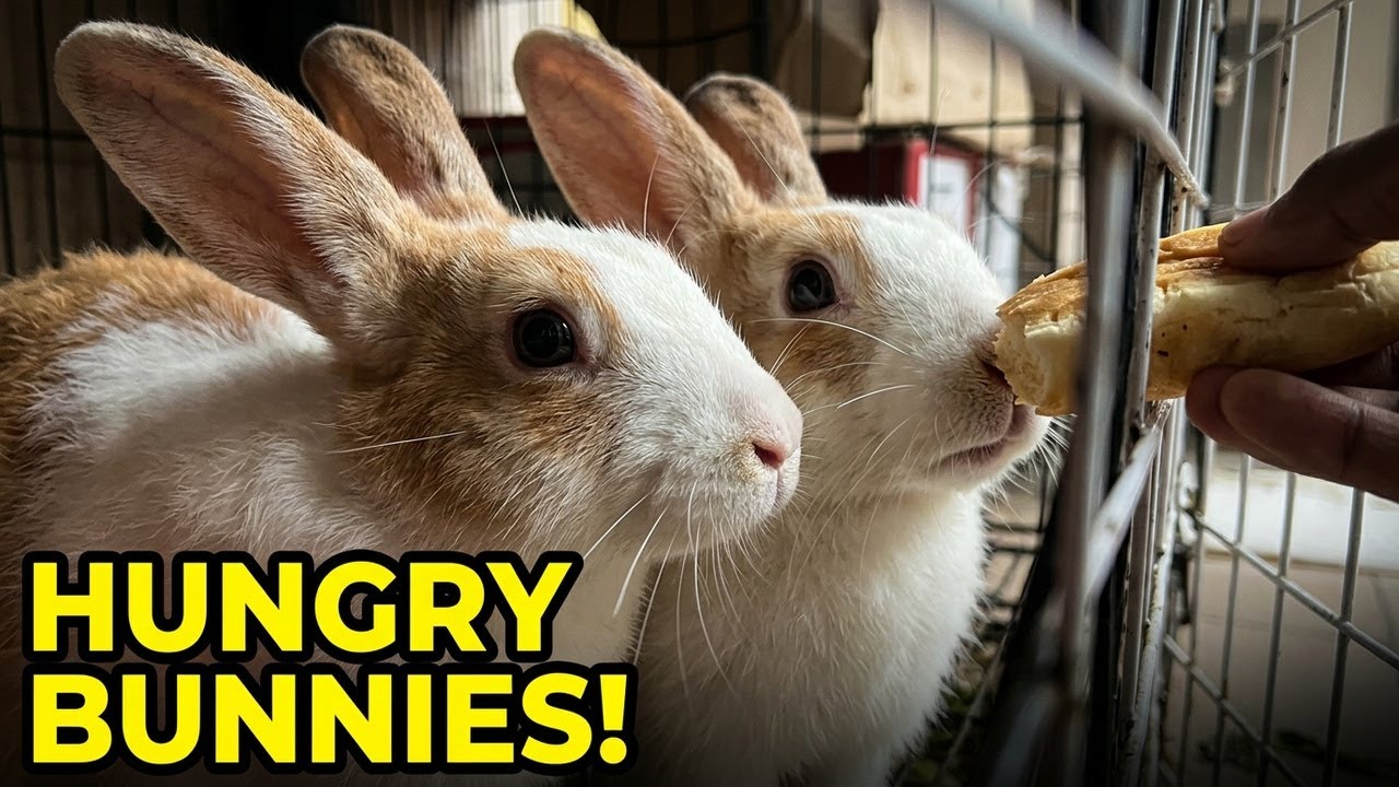 Poor sad bunnys want to try more foods sudently