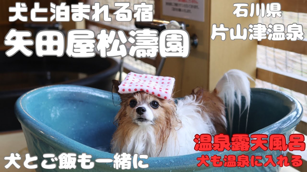 【犬と泊まれる宿】矢田屋松濤園・片山津温泉・犬と温泉