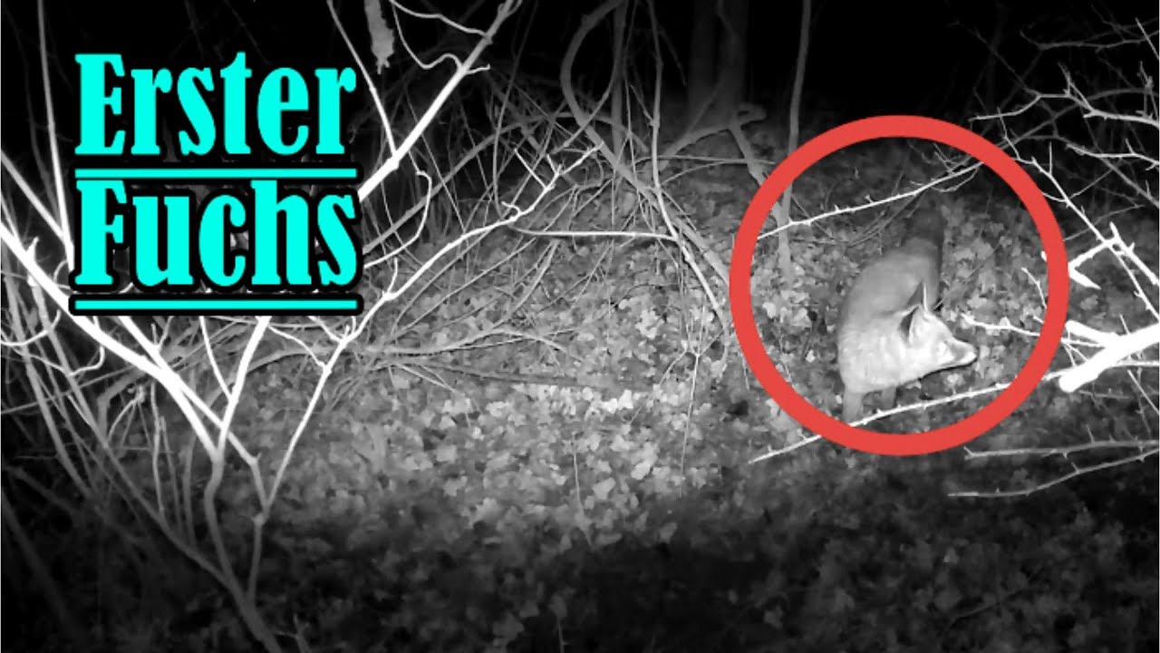 1,5 Monate Wildkamera – Faszinierende Tiermomente auf meinem Stückle