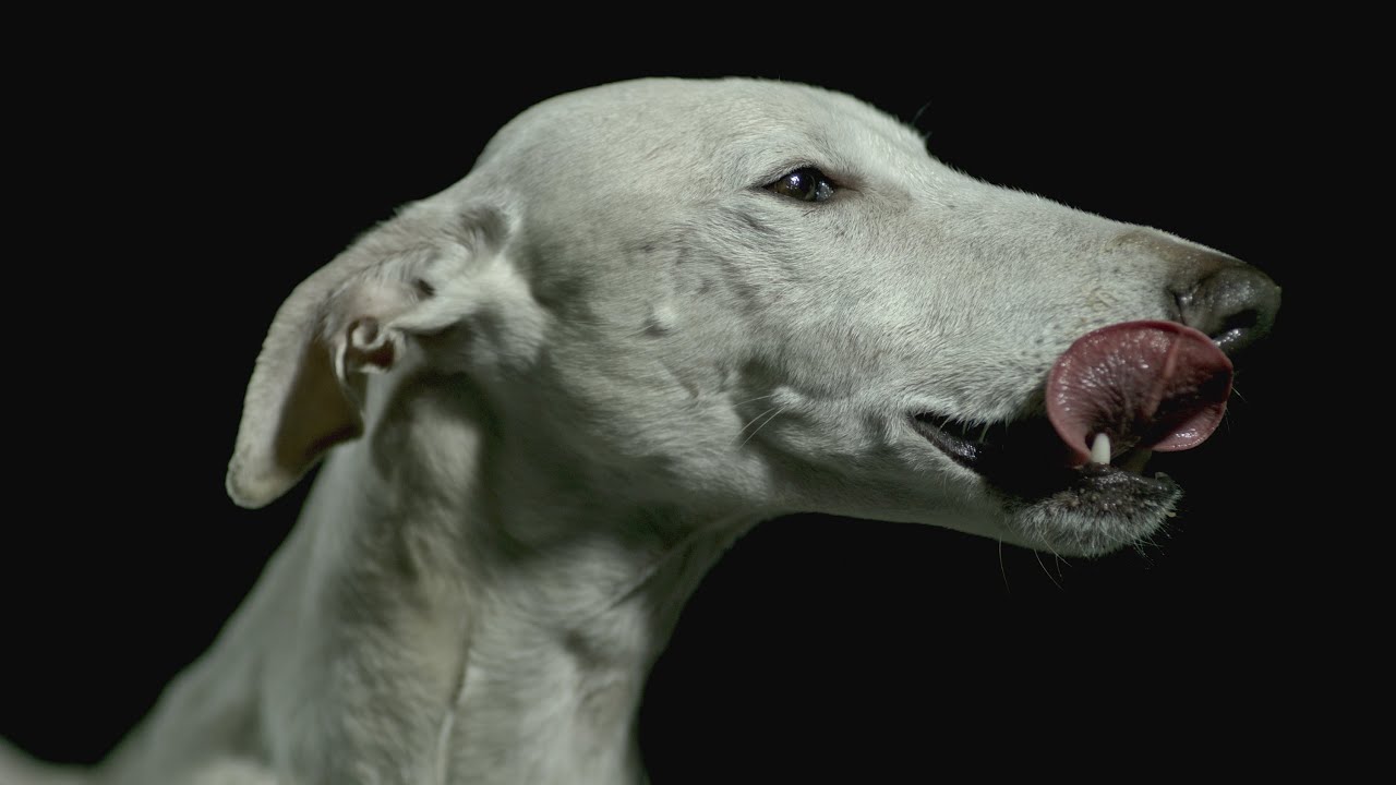 Cute Dogs in Slow Motion - 1000 fps [4K]