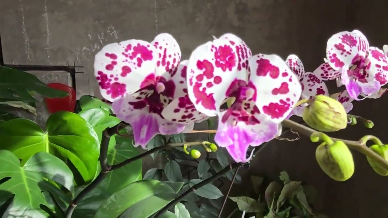 ФАЛЕНОПСИСЫ! Пышное цветение началось.