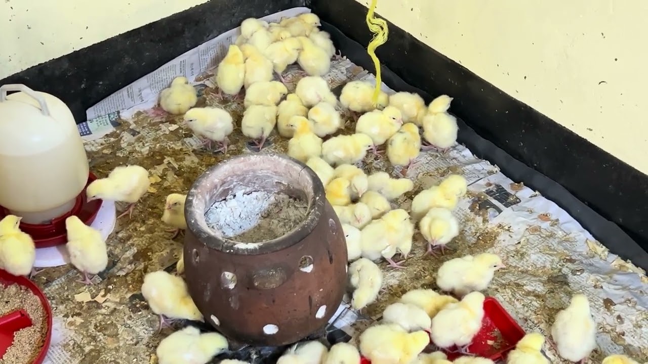 SIKU YA 2 jinsi ya kutengeneza multvitamin ya kuku 🐓