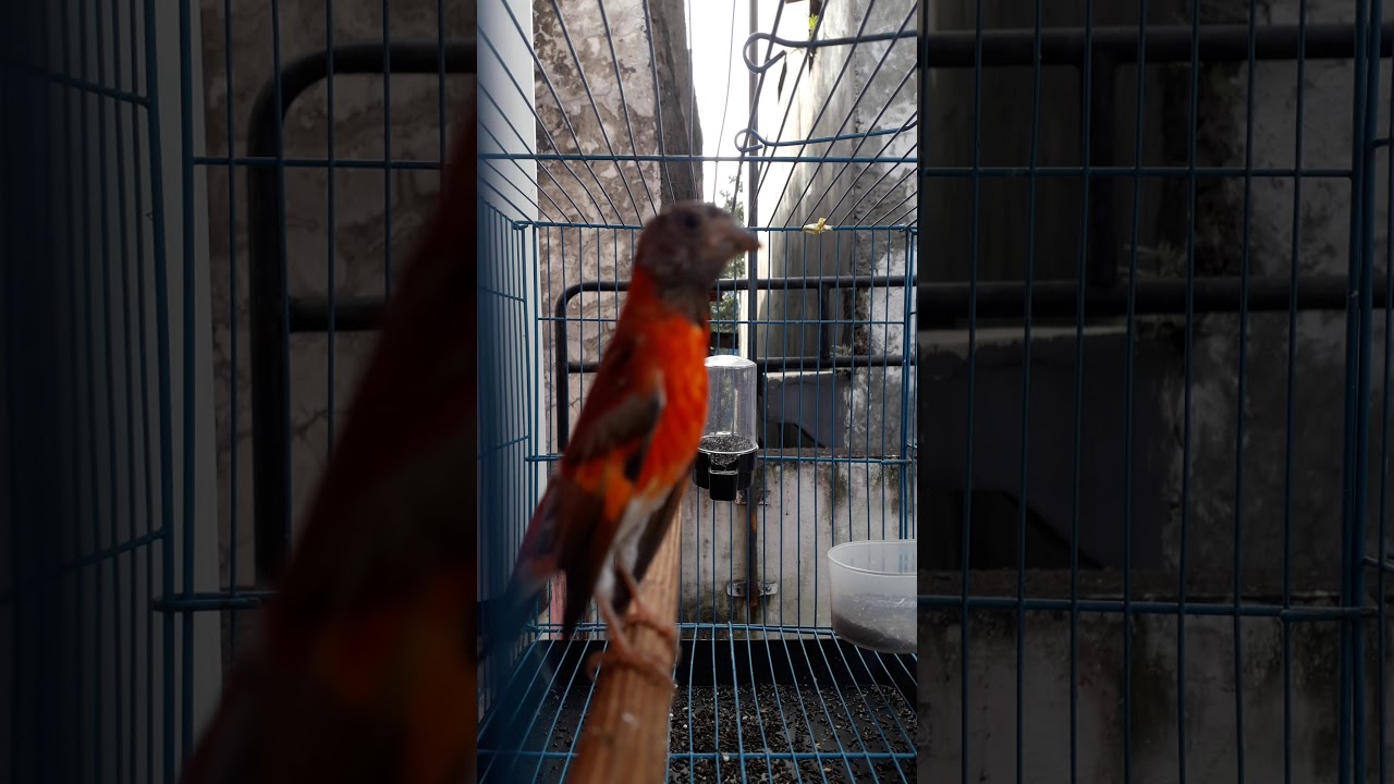 RED SISKIN DILUTED