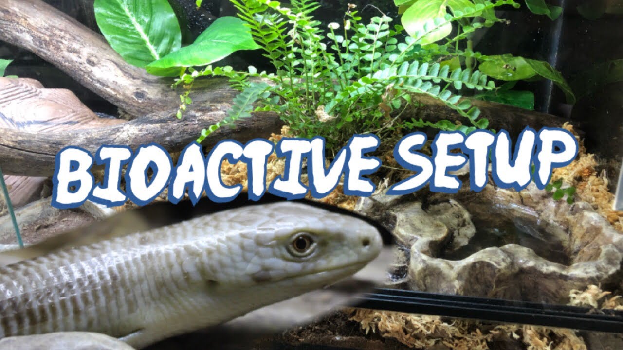 Full Bioactive Setup for my Legless Lizard #reptile