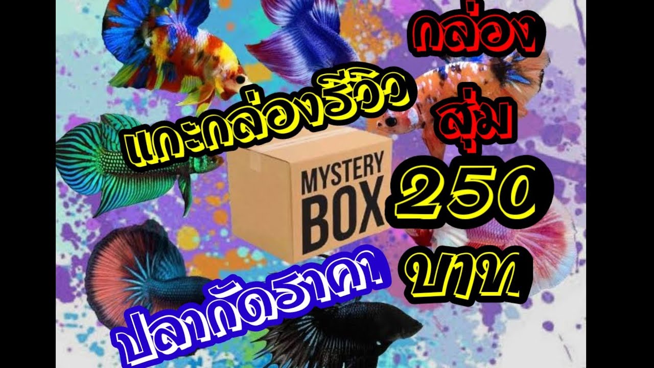 Unbox​ แกะกล่องรีวิว​ กล่องสุ่มปลากัดราคา​ 2xx บาท​ คุ้มมากต้องดู!!