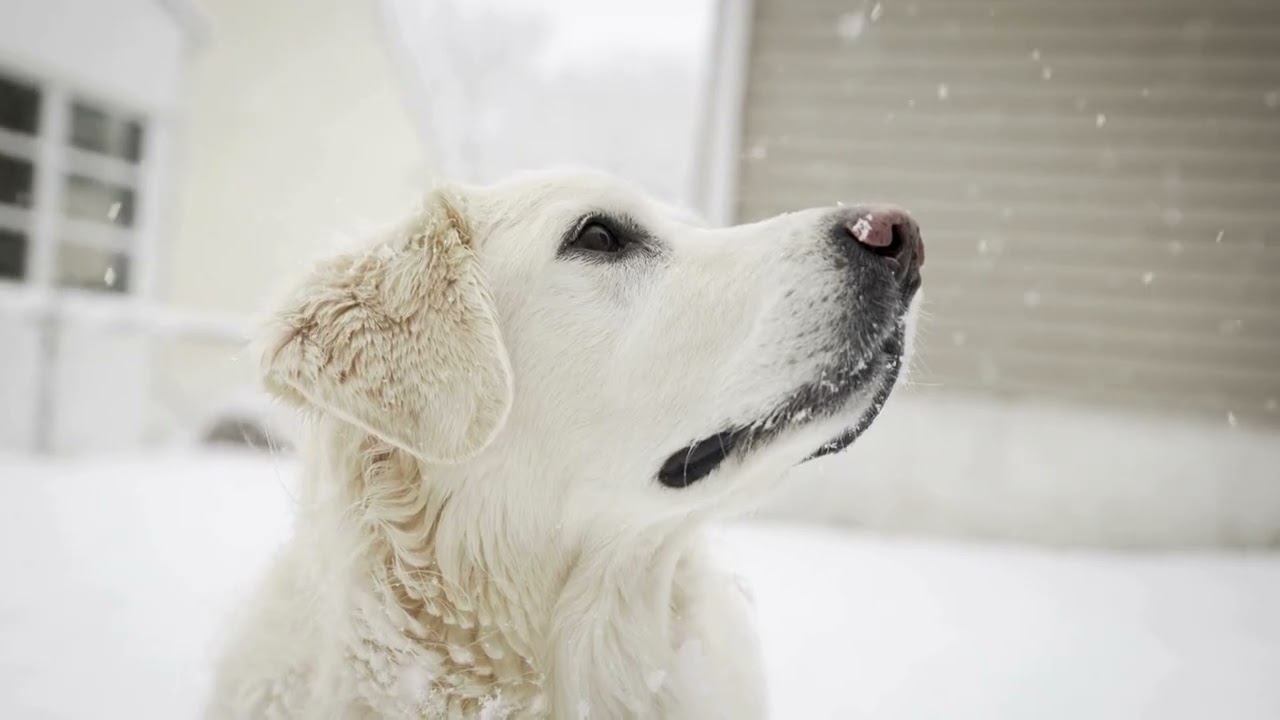 1 HOUR Dog Calming Music 🐾🎵 Anti-Separation Anxiety Relief 💤 | Calm & Safe Sleep for Dogs 💖