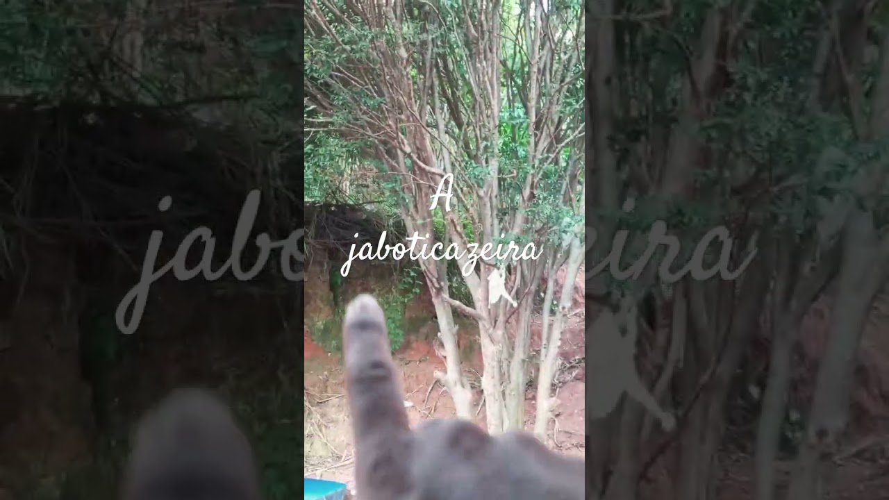 como conhecer  a planta
