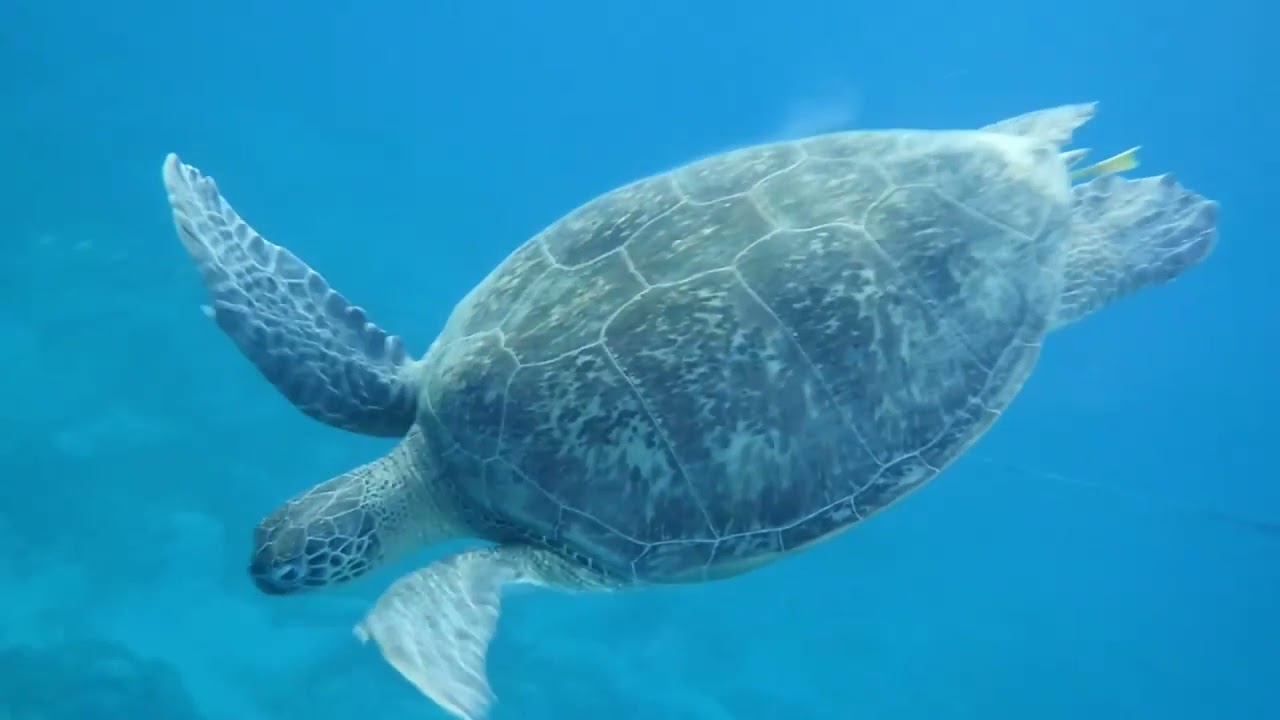 Iris Kroes & Snorkeling at Egypt.