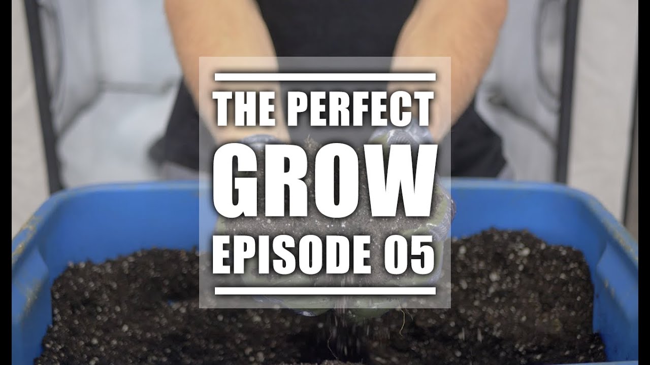The Best Soil For Weed | The Perfect Grow | EP5