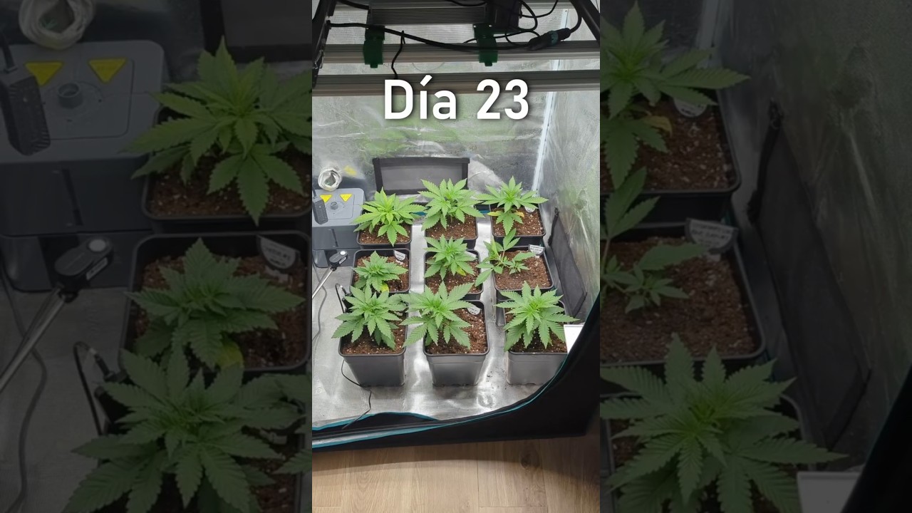 Día 23 del seguimiento indoor 