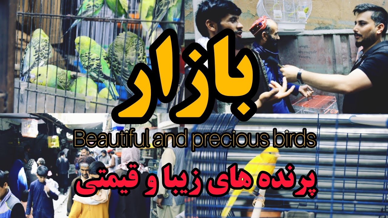 بازار | پرنده های زیبا و قیمتی در بازار - Beautiful and precious birds in the market