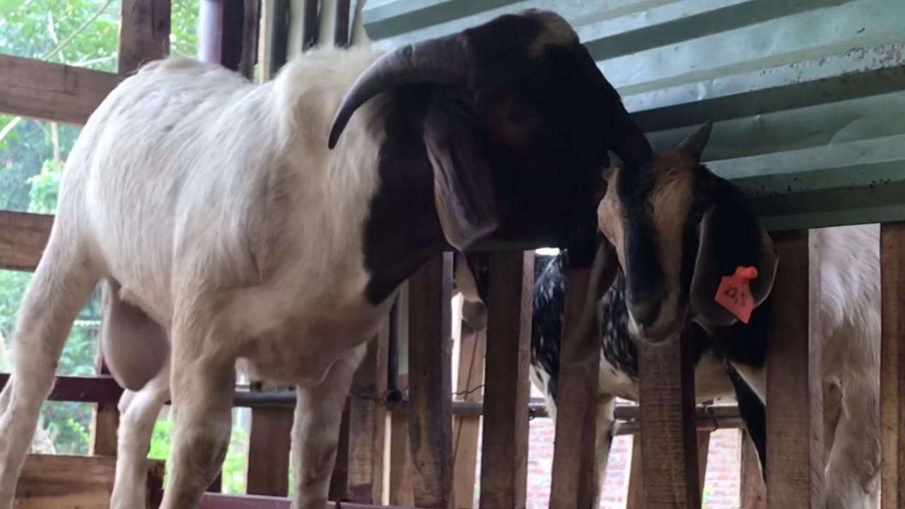 TOÀN CẢNH DÊ LÊN GIỐNG