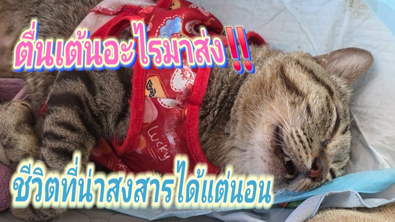 ตื่นเต้นอะไรมาส่ง‼️ชีวิตที่น่าสงสารวิ่งเล่นเหมือนคนอื่นไม่ได้15.มี ค.69