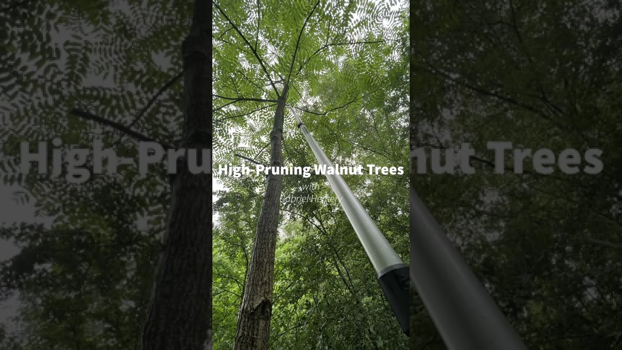 High-pruning walnut trees