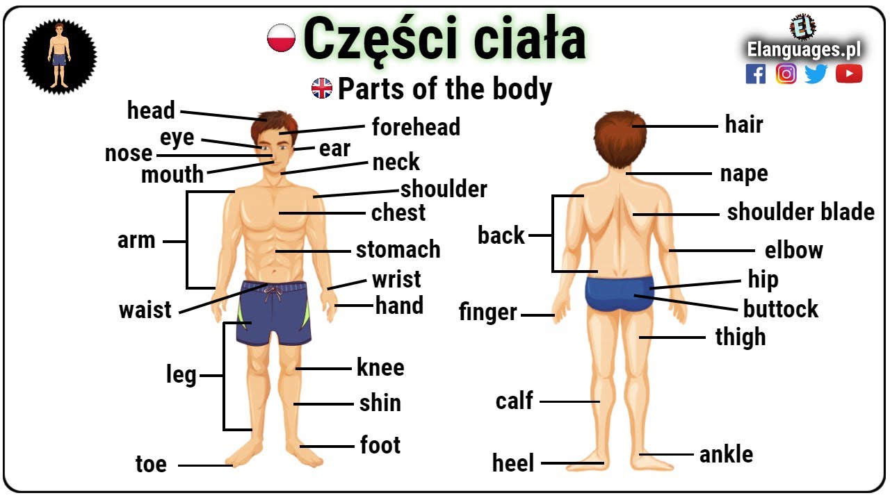 Części ciała po angielsku słownictwo angielski - Parts of the body in English vocabulary