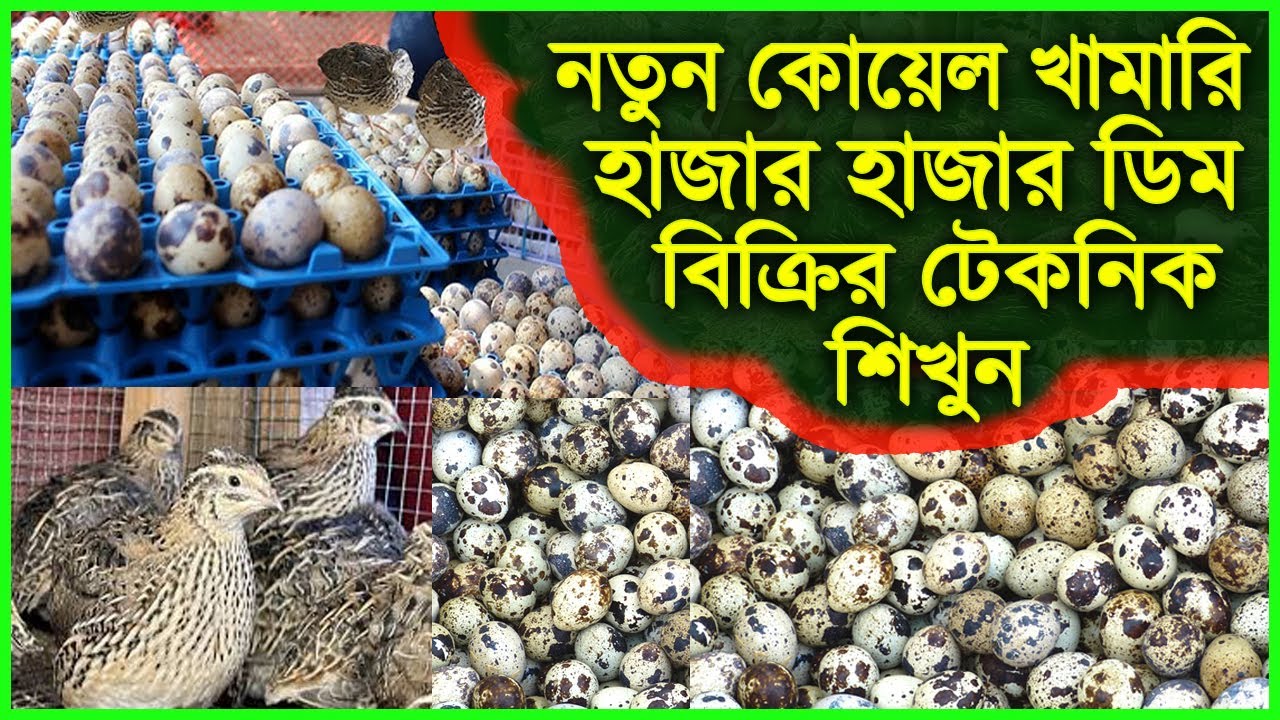 নিমিষেই কোয়েল পাখির হাজার হাজার ডিম বিক্রি করার উপায় জানুন? | Quail Farming | Koyel pakhi palon