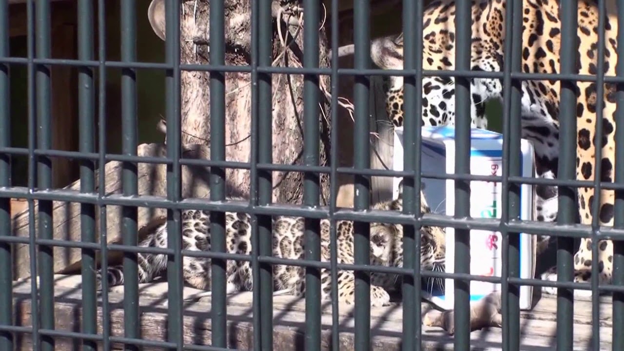 わんぱーくこうち　ジャガーの赤ちゃん（手ぶれ補正版）