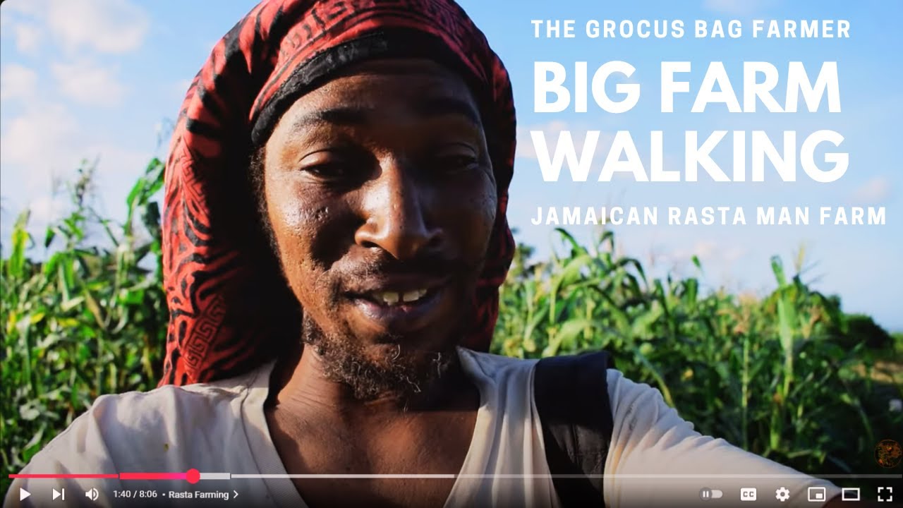 Big Farm st elizabeth Jamaica Rasta tour  | Rasta Farming | Jamaica | The Crocus Bag Farmer