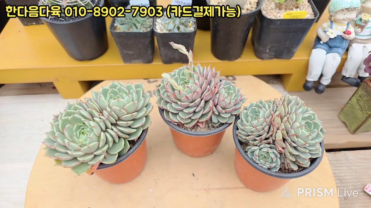 한마음다육 라이브 방송
