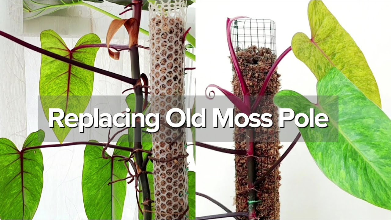 Replacing Old Moss Pole | Philodendron Painted Lady