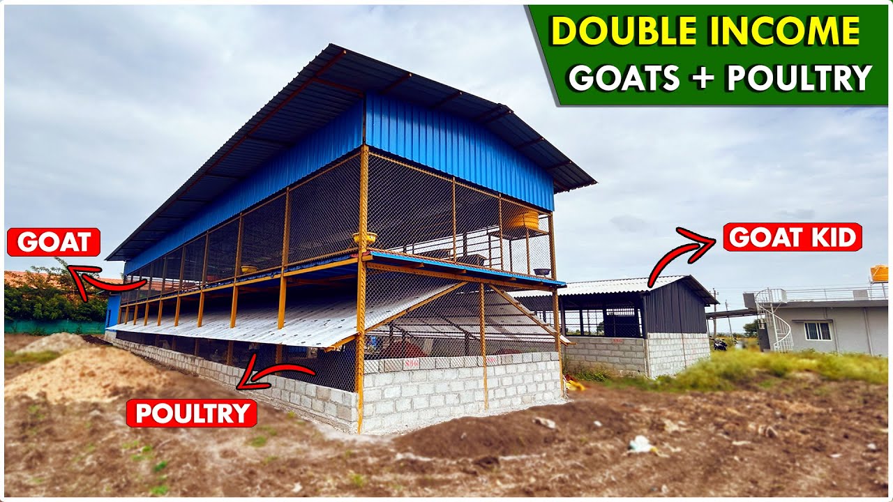 Modern Integrated Goat & Poultry Shed | 200-Goat Capacity | Built Under National Livestock Mission