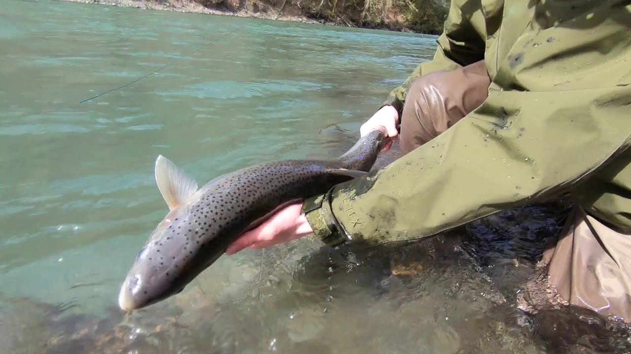 Cowichan River Winter Steelhead Fly Fishing