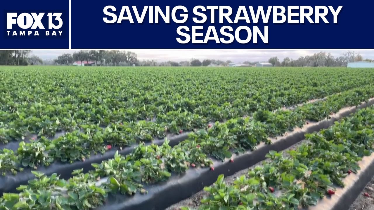 Farmers sacrificing to save strawberry season