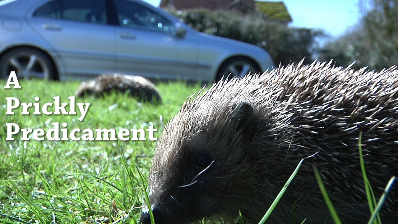 A Prickly Predicament - British Hedgehogs in Decline