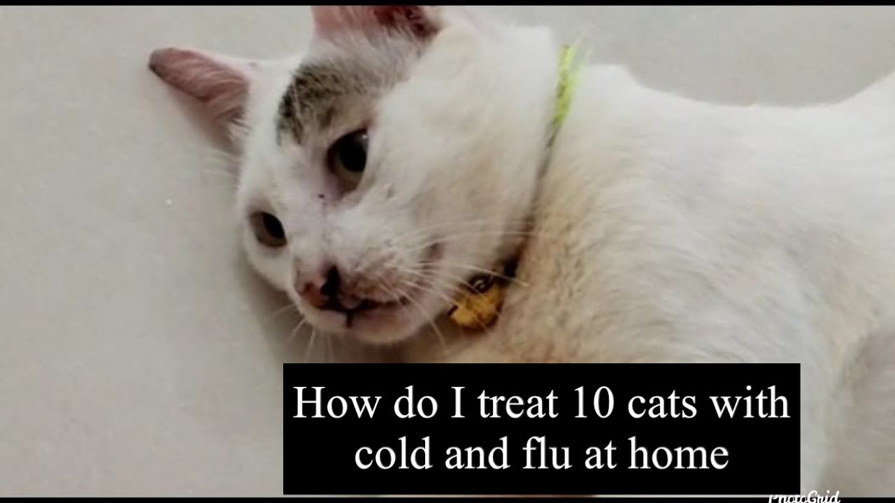 Without Having To Go To The Vet. 10 Cats Recovered From Cold and Flu In Just 5 Days.