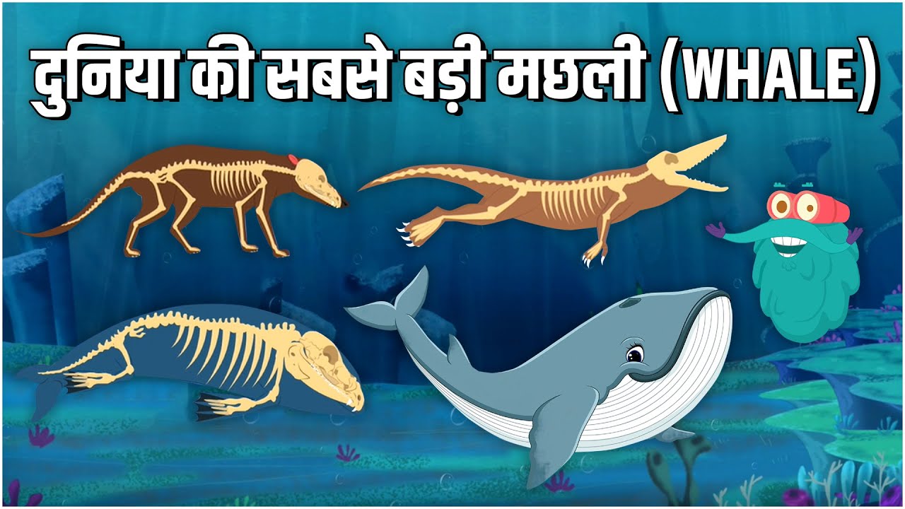 एवोलुशन ऑफ़ व्हेल | दुनिया की सबसे बड़ी मछली | Evolution Of Whale In Hindi | Dr.Binocs Show