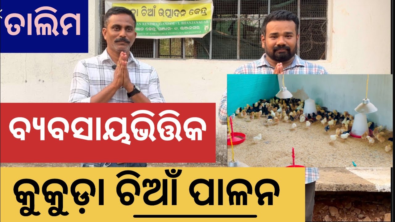 ବ୍ଯବସାୟ ଭିତ୍ତିକ କୁକୁଡ଼ା ଚିଆଁ ପାଳନ। ଆରମ୍ଭ ରୁ ଶେଷ ସମ୍ପୂର୍ଣ୍ଣ ଚିଆଁ ପାଳନ#farming #agriculture #poultry