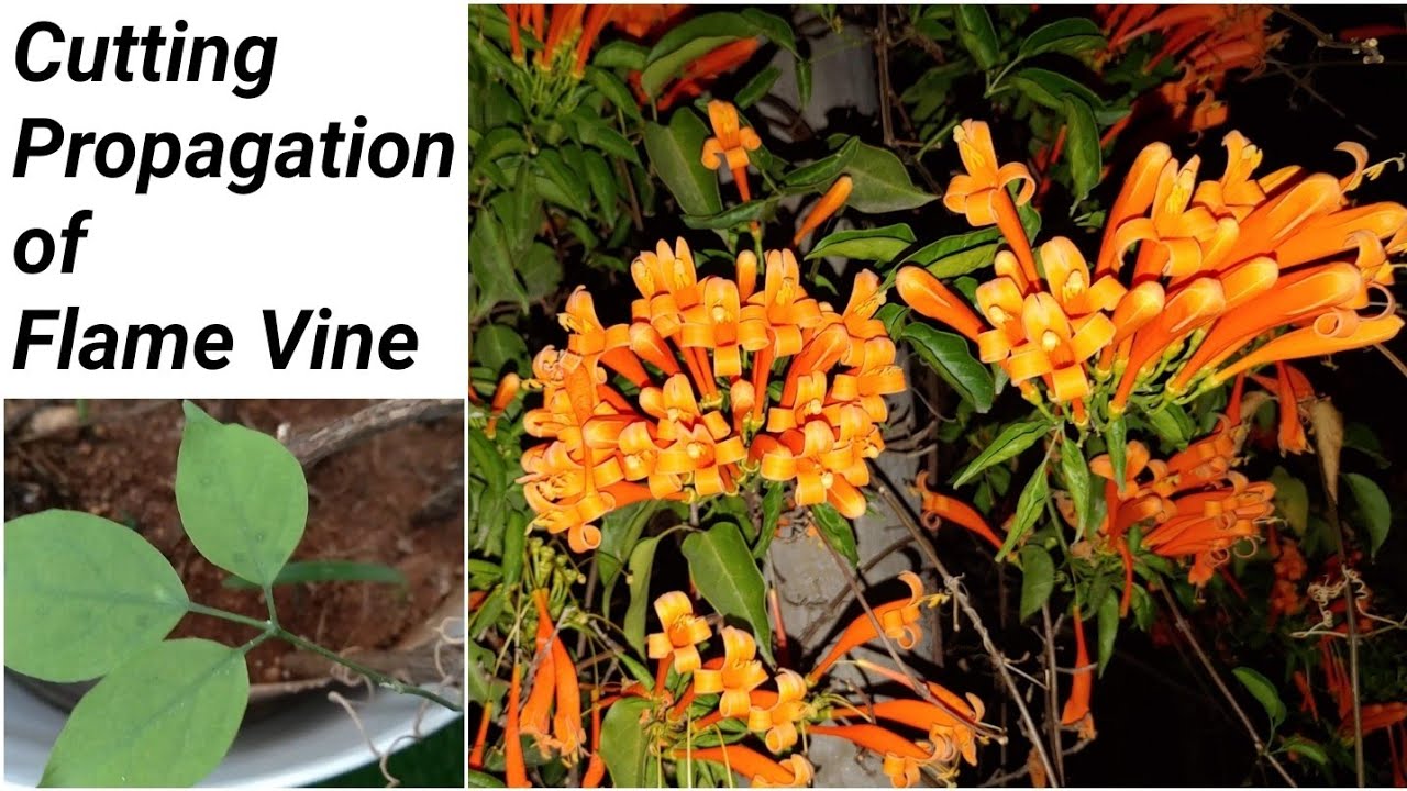 Propagation of flame vine by stem cuttings | Pyrostegia venusta | Prema's Garden
