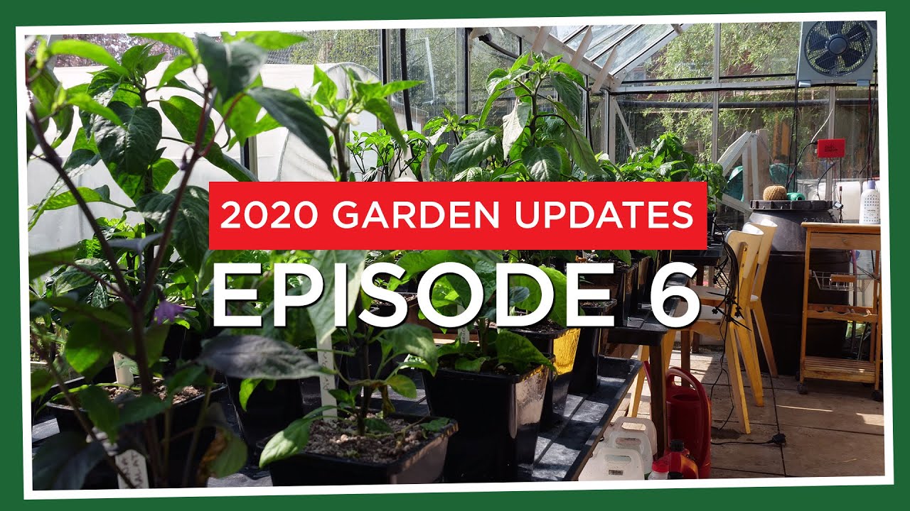 Hardening off plants the lazy way. And Chillies update! (2020.E06 Garden Updates)