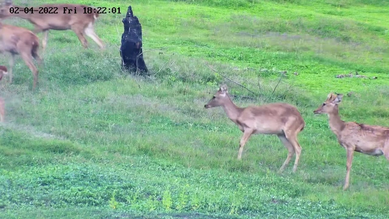 Eld's Deer Rewilding Program, Uthai Thani