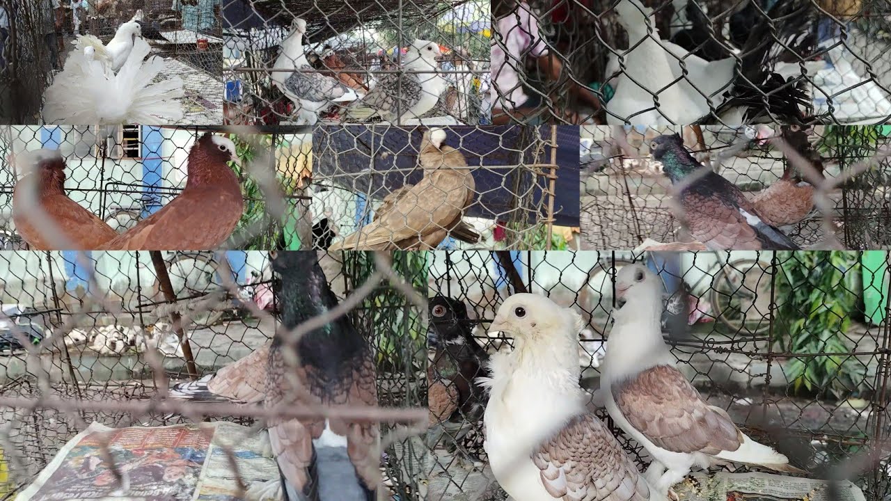Galif street best fancy pigeons | Galif street pigeon market | galif street | kolkata pigeon market