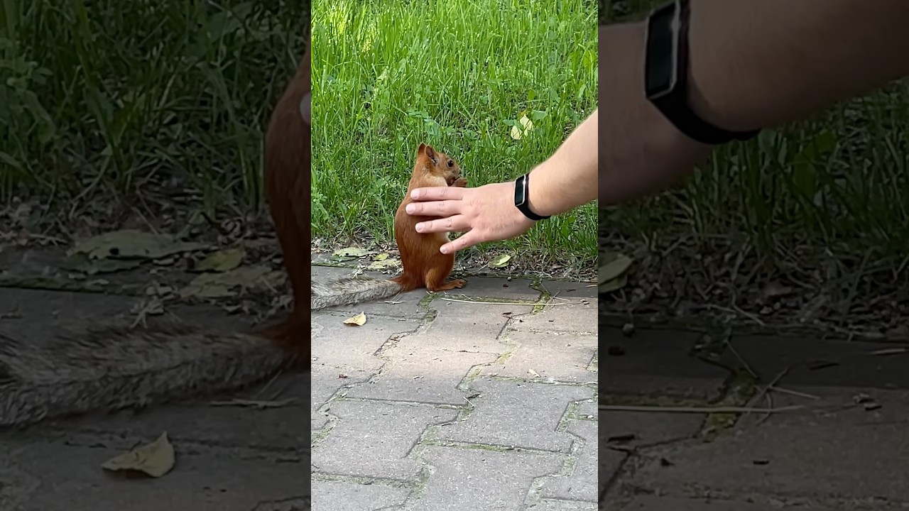 Прогулка и встречи с белочками #siberiansquirrels #squirrel #белка #нск #белочка  #wildlife #cute