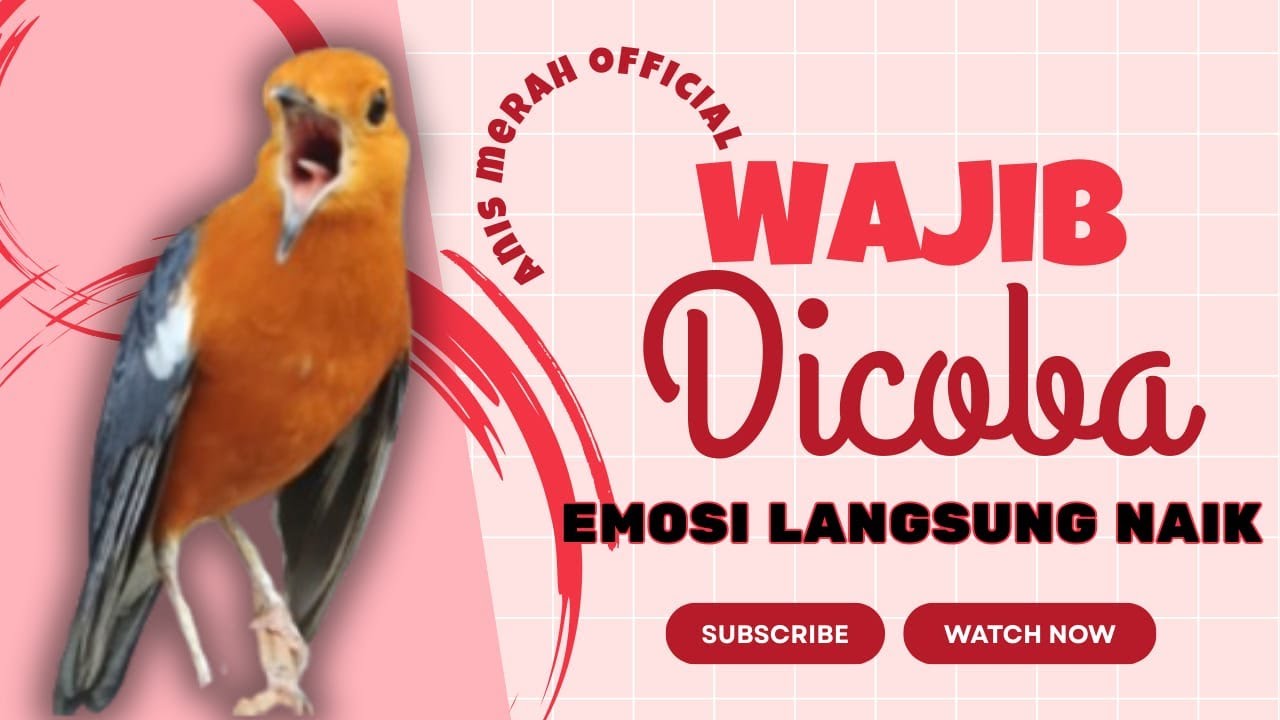 LANGSUNG NYAUT 10000 % ‼️ ANIS MERAH MACET BUNYI JIKA DENGAR SUARA INI PASTI NYAUT LANJUT GACOR | 86
