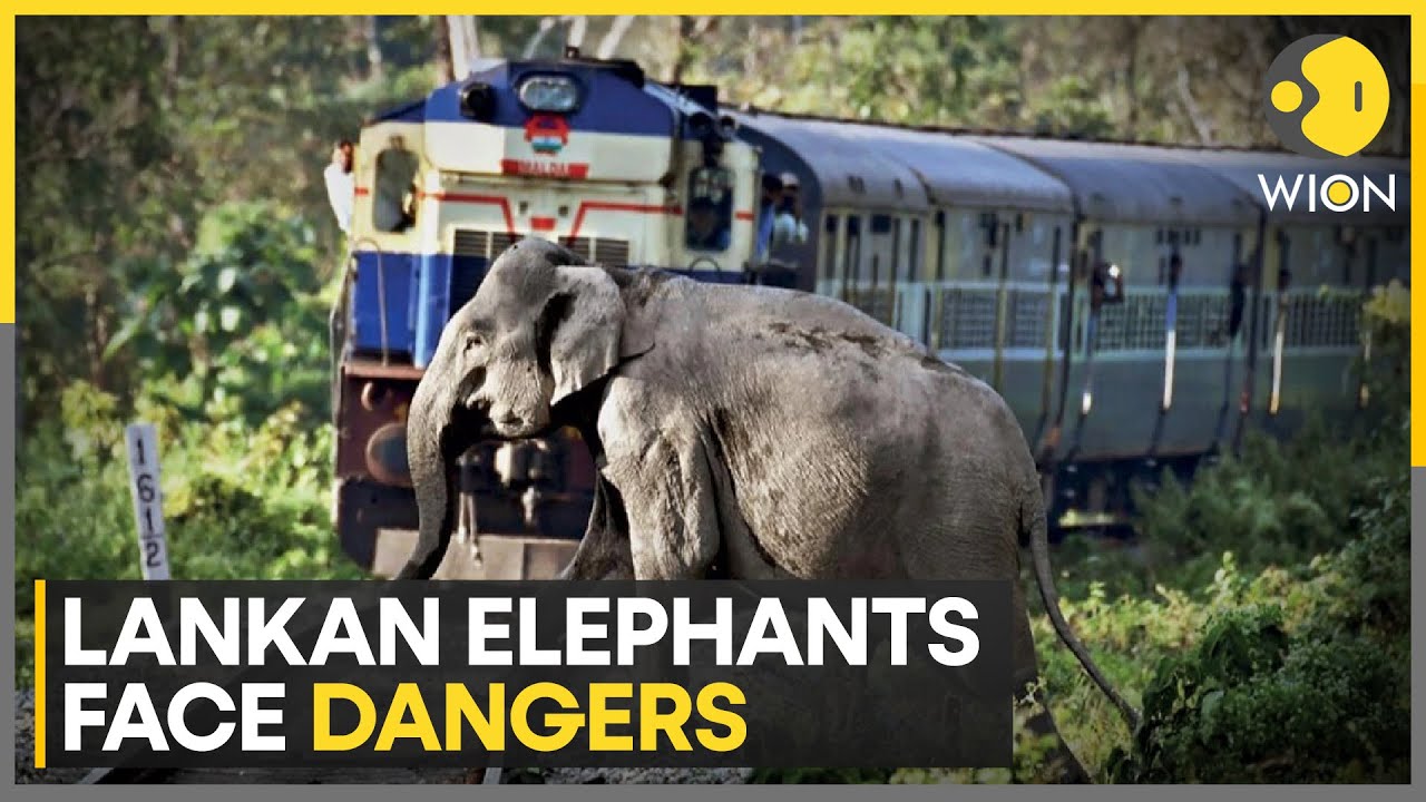 Sri Lanka: Two Elephants Killed In Train Collision | World News | WION