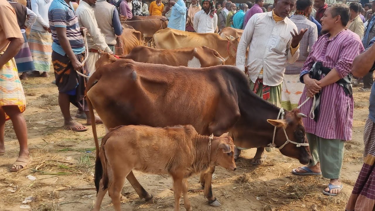 @ আজ ১০ ফেব্রুয়ারী ২৬ | বাচ্চাসহ দেশাল ৫০-৯০ হাজারের মধ্যে গাভী গরুর দাম | আফতাবগঞ্জ হাট | দিনাজপুর 