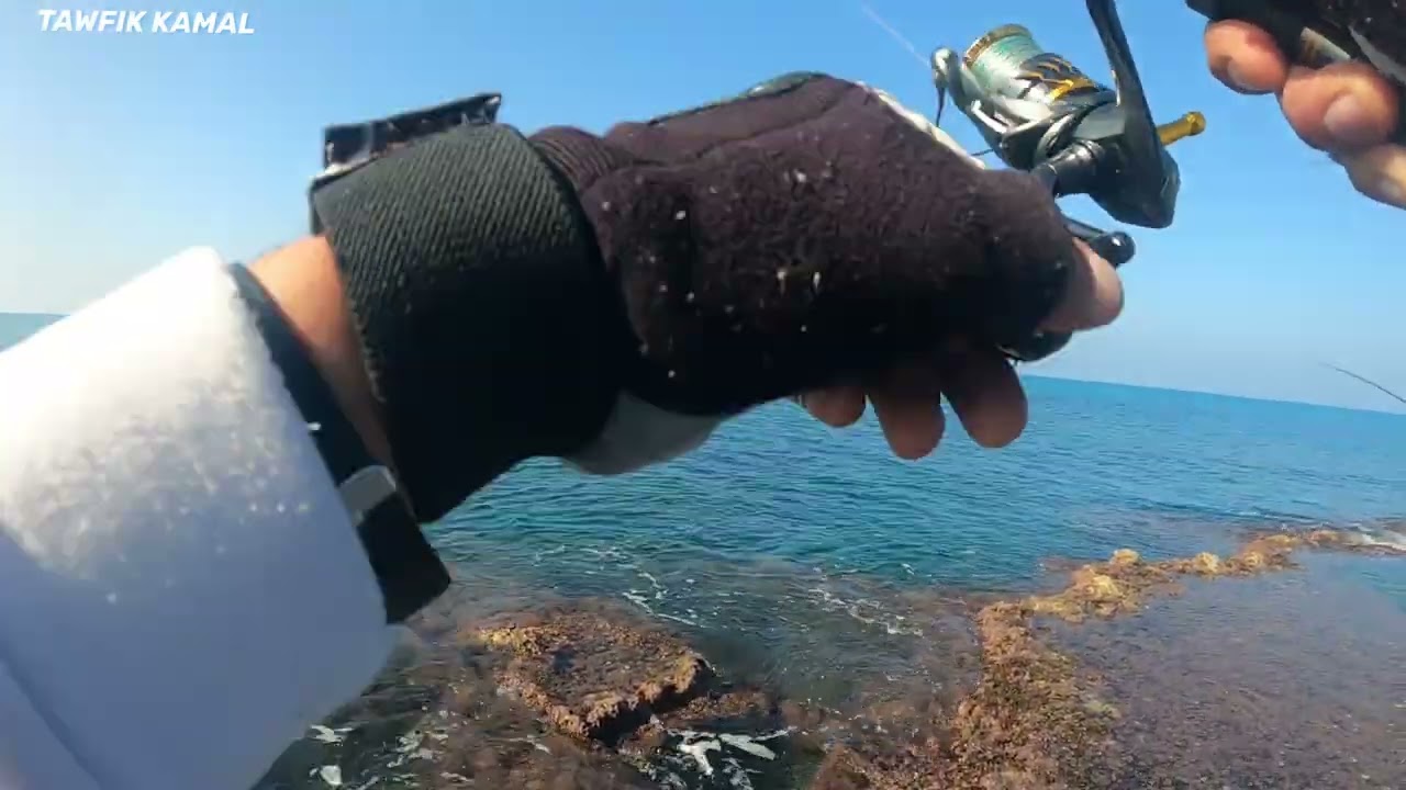 קלמארי בשעות המוקדמות סרגוס לוקוס ששוחרר calamari fishing daiwa squid