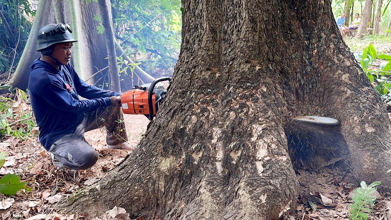 Very Fast... Cut down 3 trembesi trees with Strongest chainsaw‼️