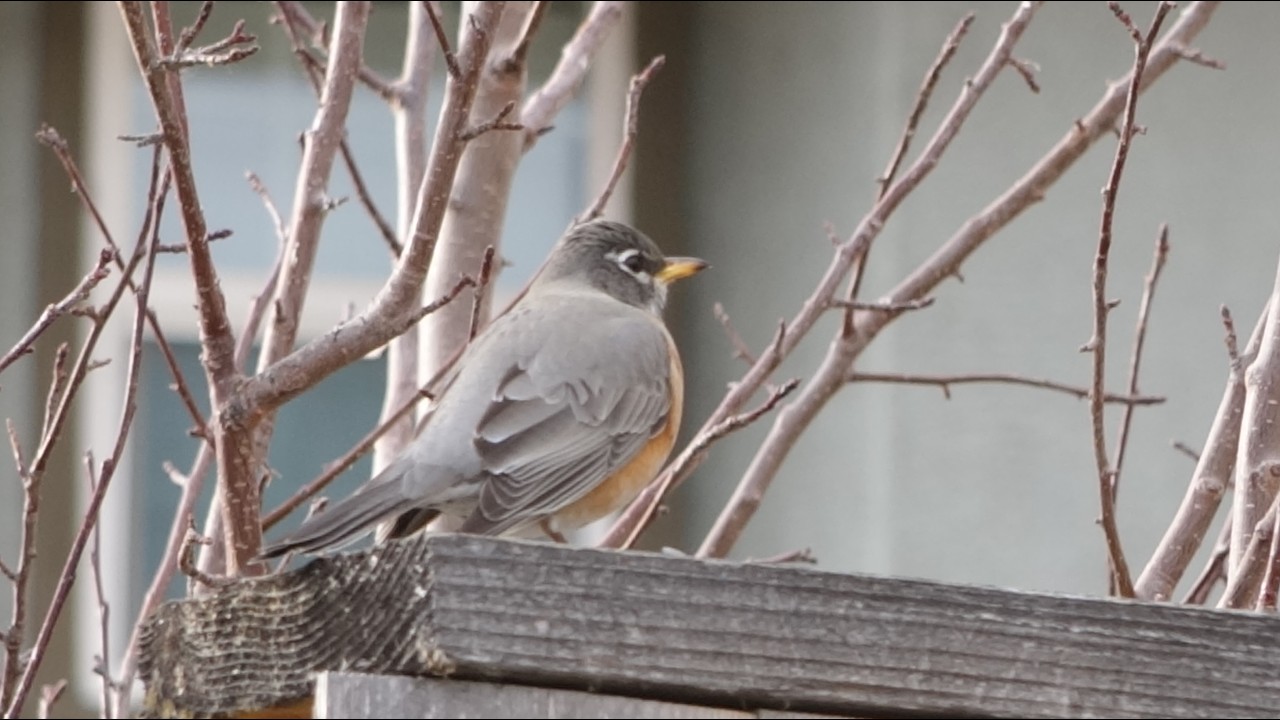 02/06/26 Damonte Wetlands Birding