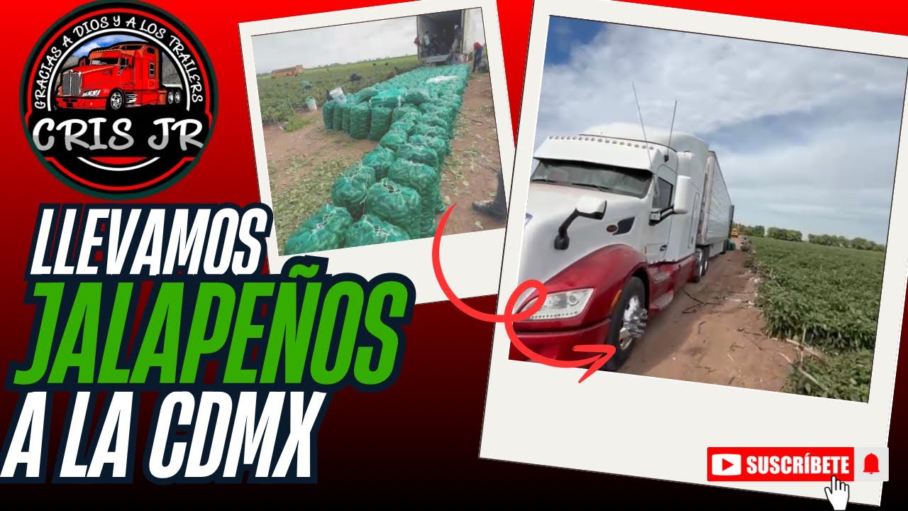 Llevamos CHILES JALAPEÑOS de BATAMOTE SINALOA a la CENTRAL DE ABASTOS de CDMX