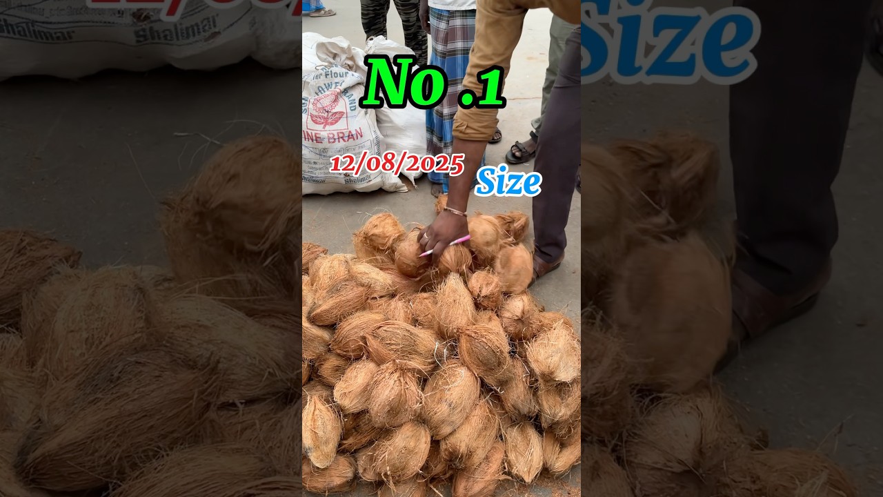 Andhra Kuppam coconut 🥥 price today live Auction #coconut #today price