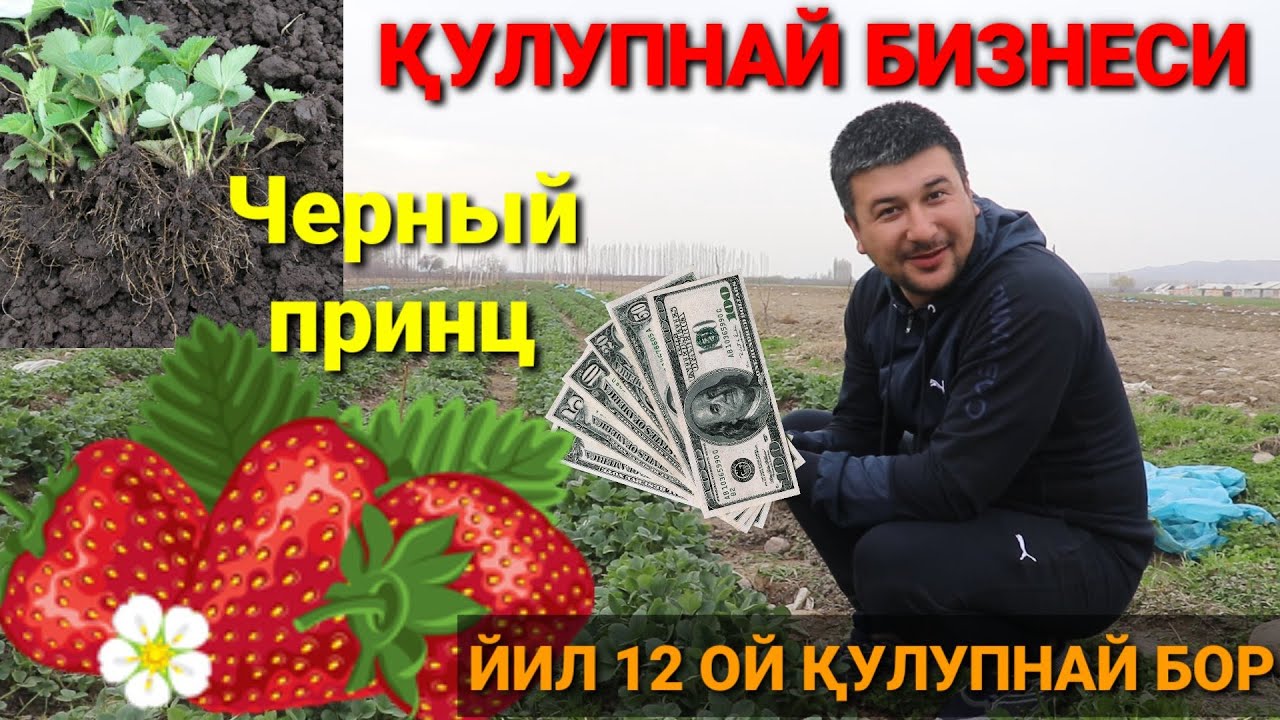 ҚУЛУПНАЙ БИЗНЕСИ ЙИЛ 12 ОЙ ДАРОМАД